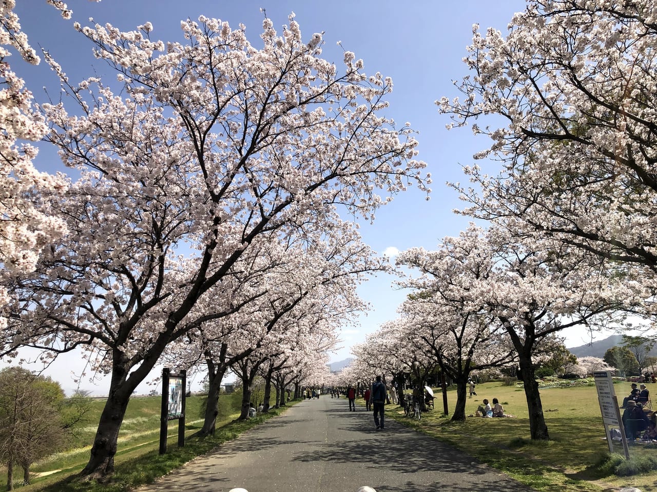2021年百年公園桜
