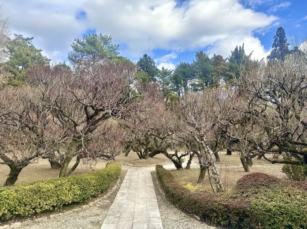 2023年梅林寺外苑の開花状況