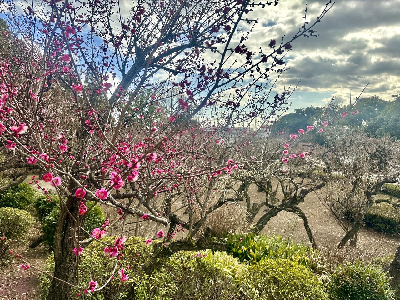 2023年梅林寺外苑開花状況