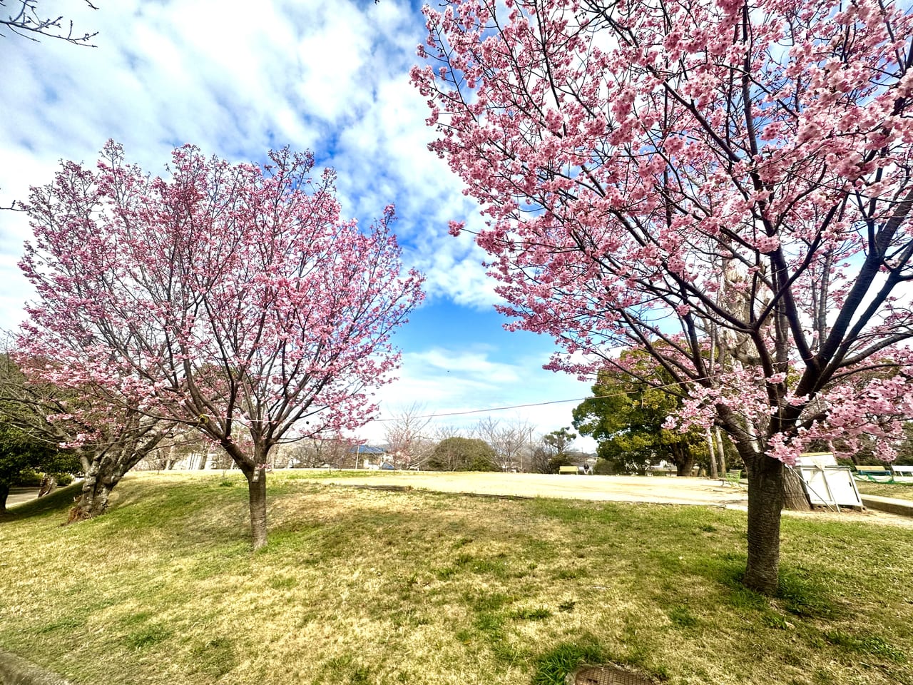 2023年鷲塚公園「陽光桜」