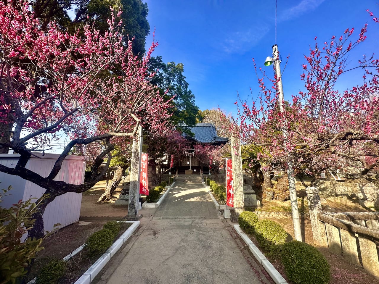 2023年宮ノ陣神社 約60本の梅の木