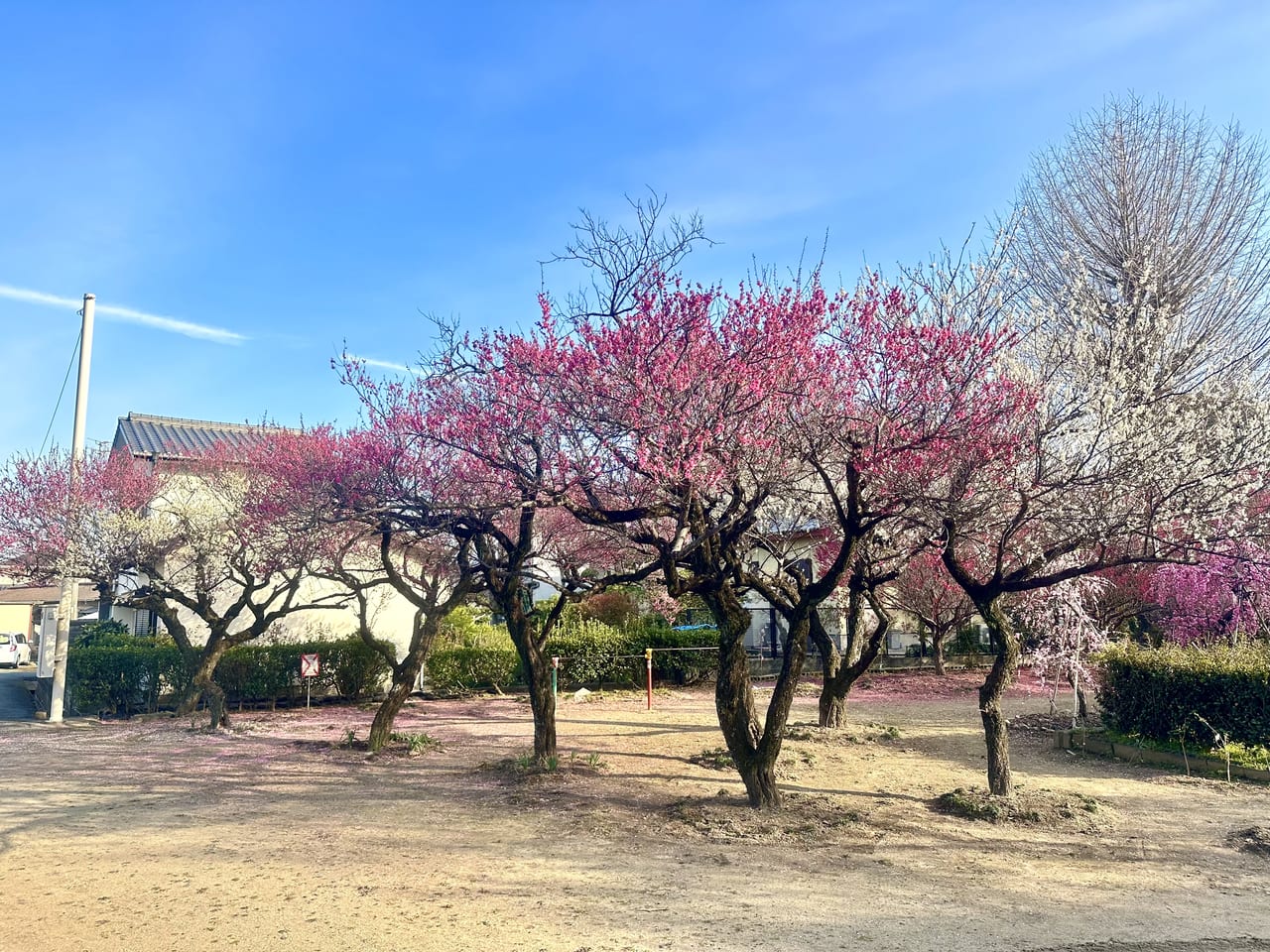 2023年宮ノ陣神社 約60本の梅の木