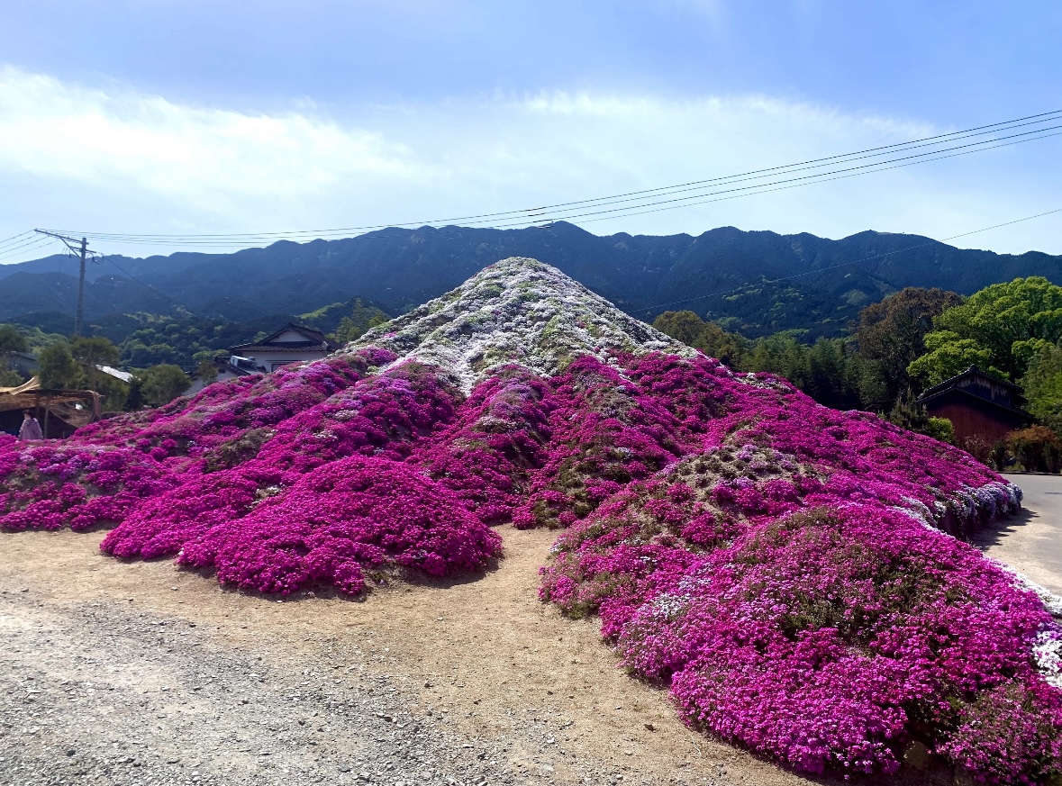 2023年「悟空のアサガオ園」芝桜富士