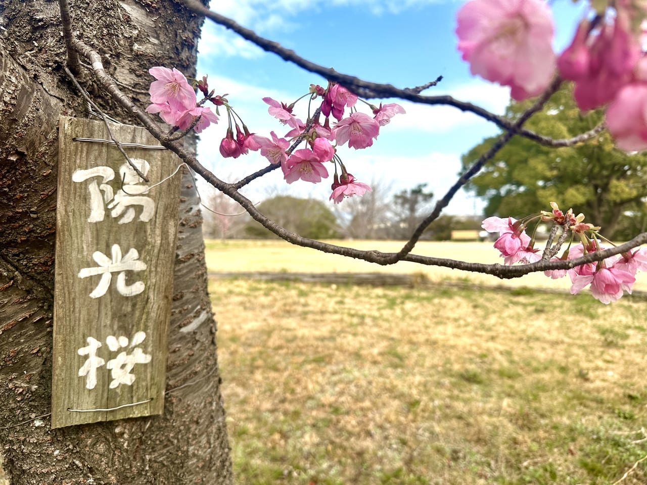 2023年鷲塚公園「陽光桜」