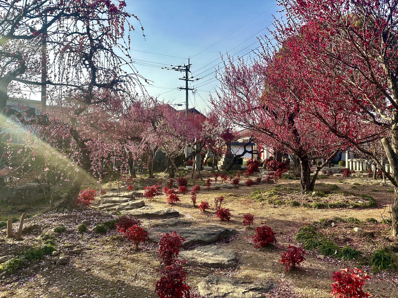 2023年宮ノ陣神社 約60本の梅の木