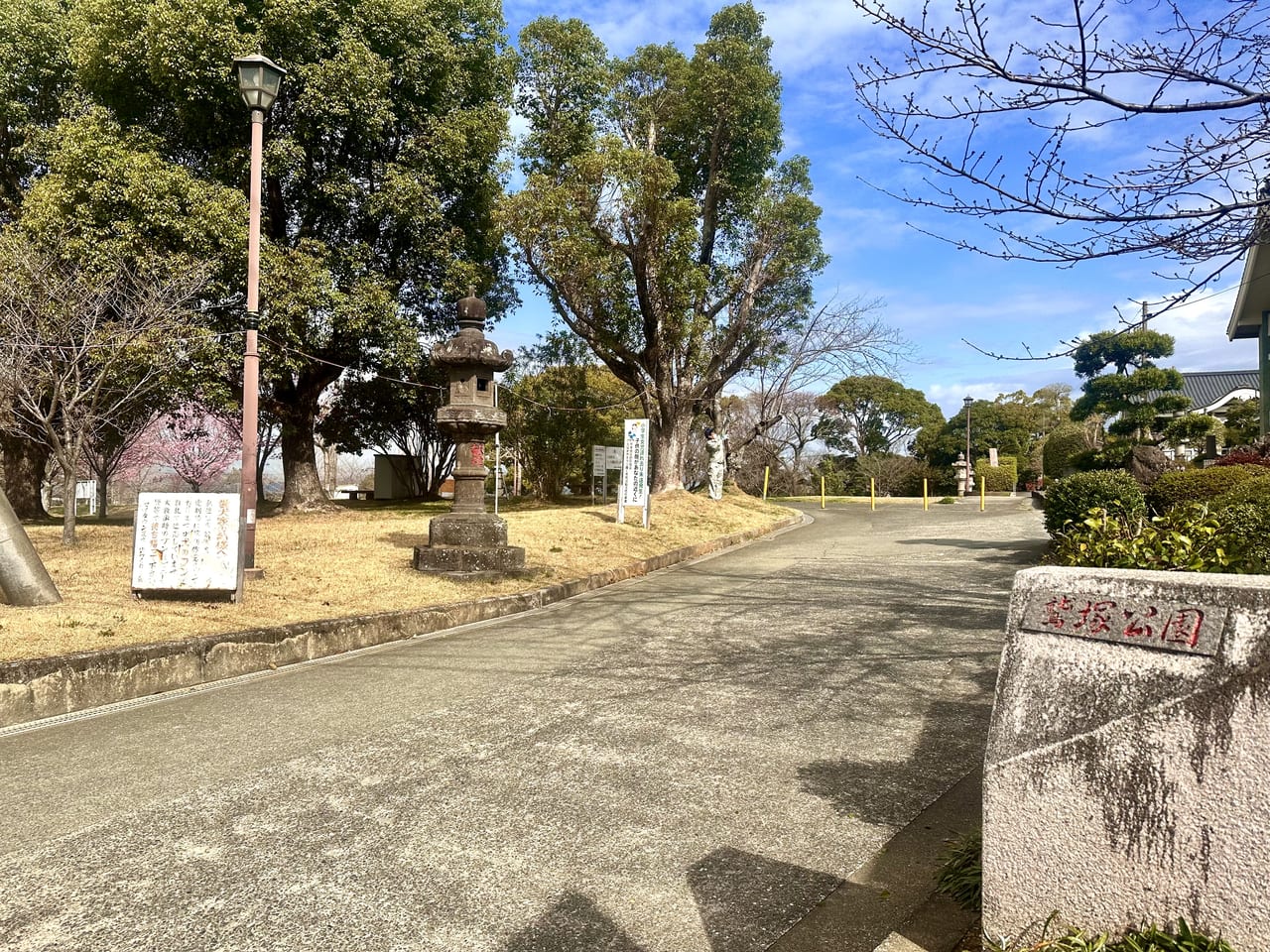 2023年鷲塚公園「陽光桜」