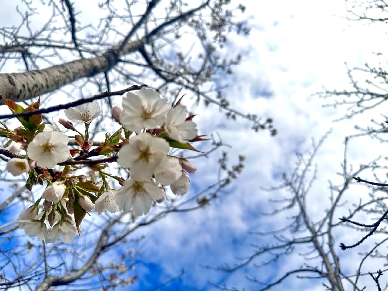 2023年鷲塚公園「陽光桜」