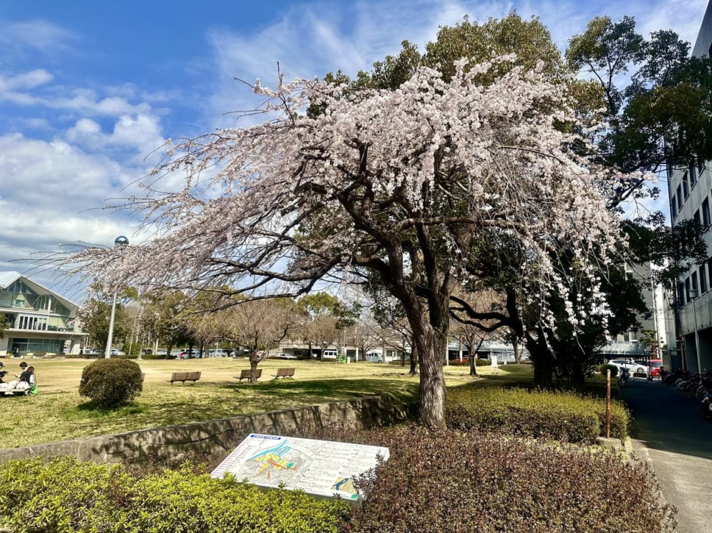 2023年両替町公園と久留米商工会館前にある「シダレザクラ