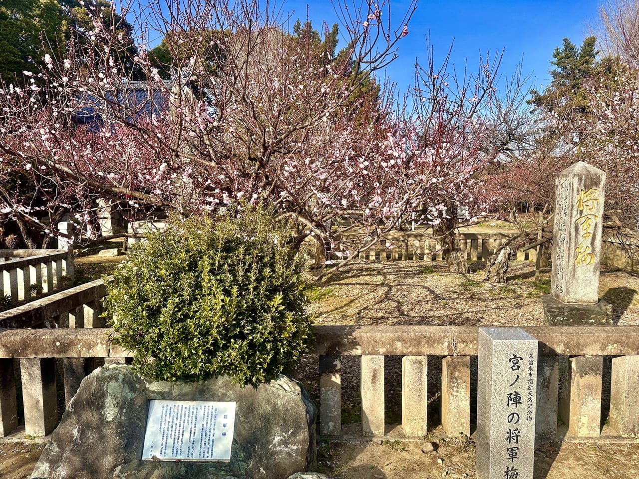 2023年宮ノ陣神社 将軍梅