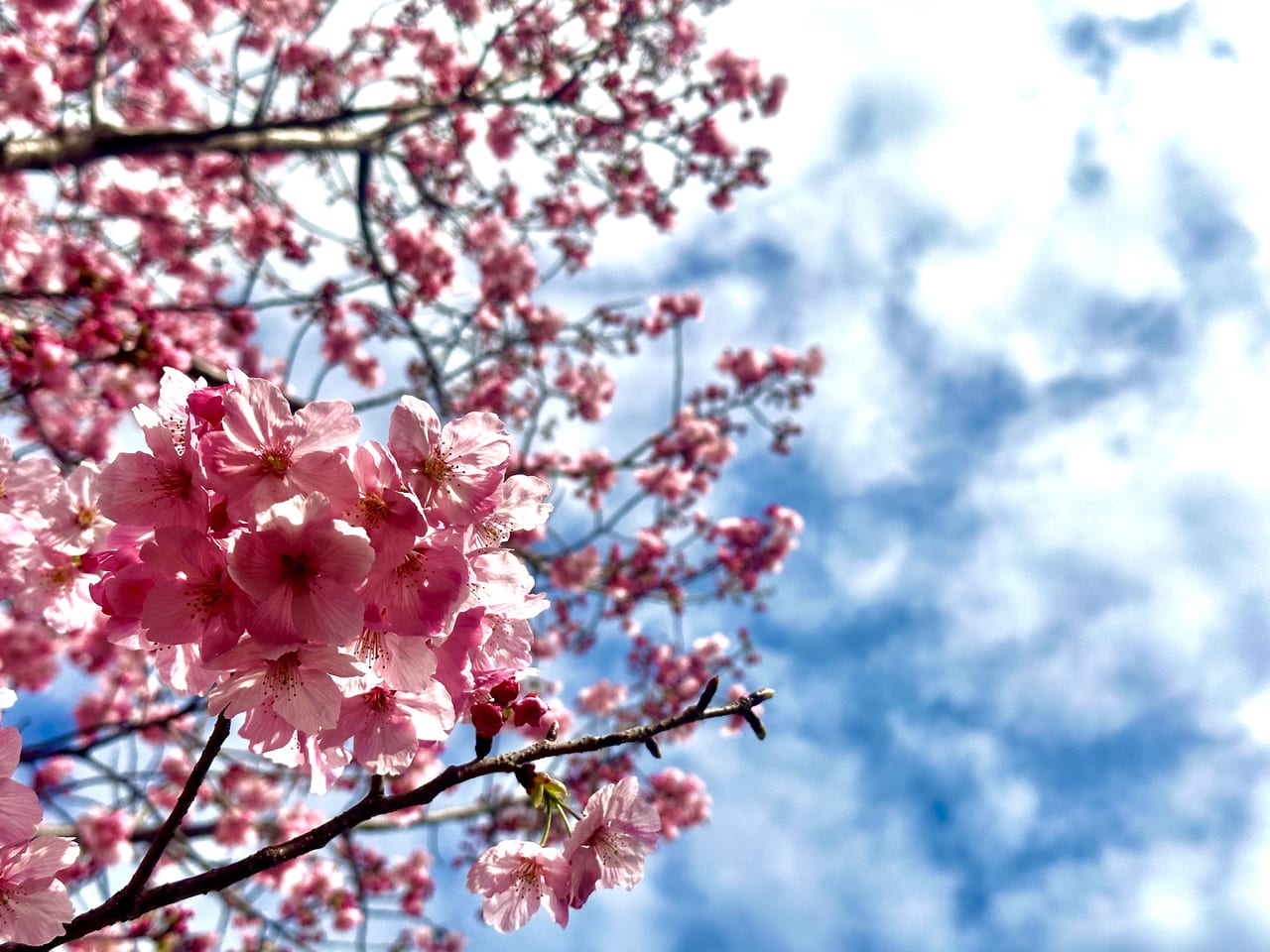 2023年鷲塚公園「陽光桜」