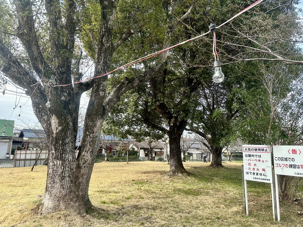 2023年鷲塚公園「陽光桜」