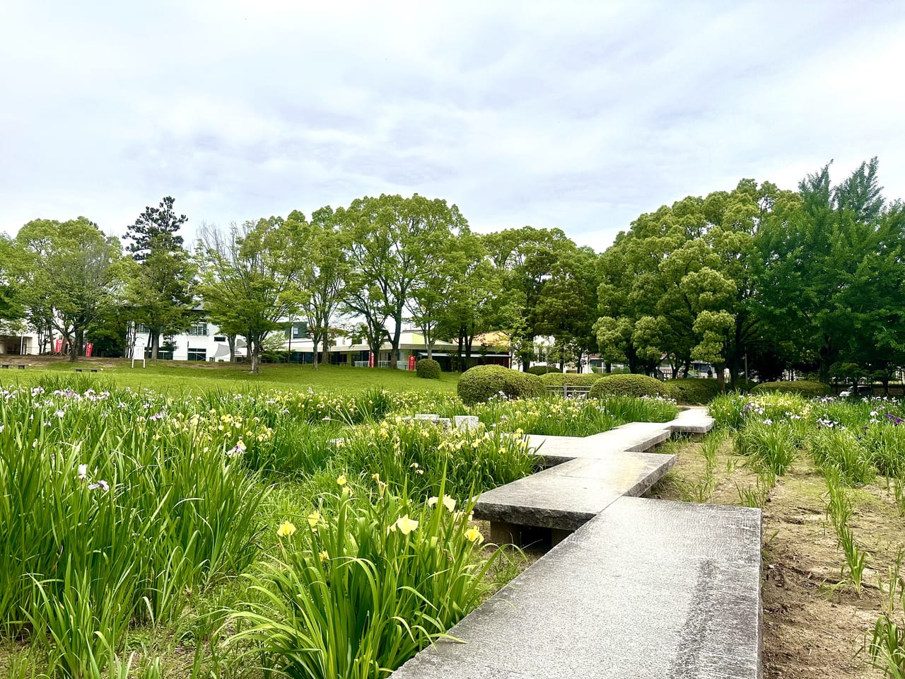 2023年「久留米市中央公園の花菖蒲」