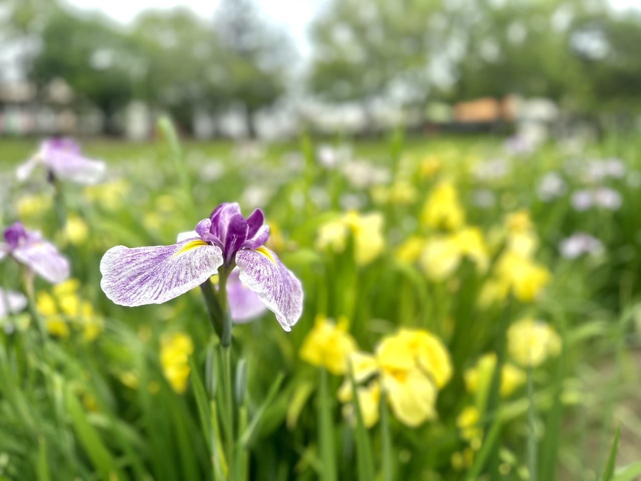 2023年「久留米市中央公園の花菖蒲」