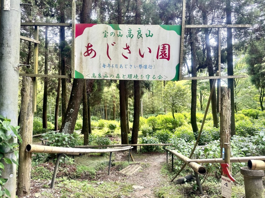 2023年宝の山高良山 あじさい祭り