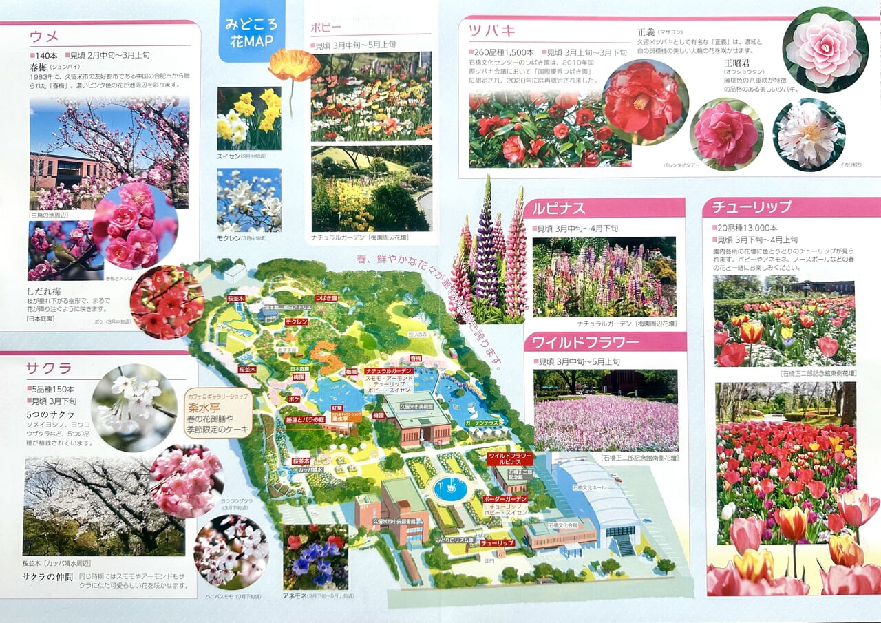 2024年石橋文化センター「春の花まつり2024」