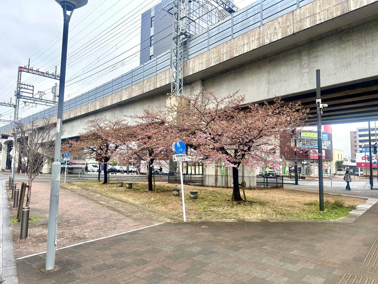 2024年花畑駅の河津桜