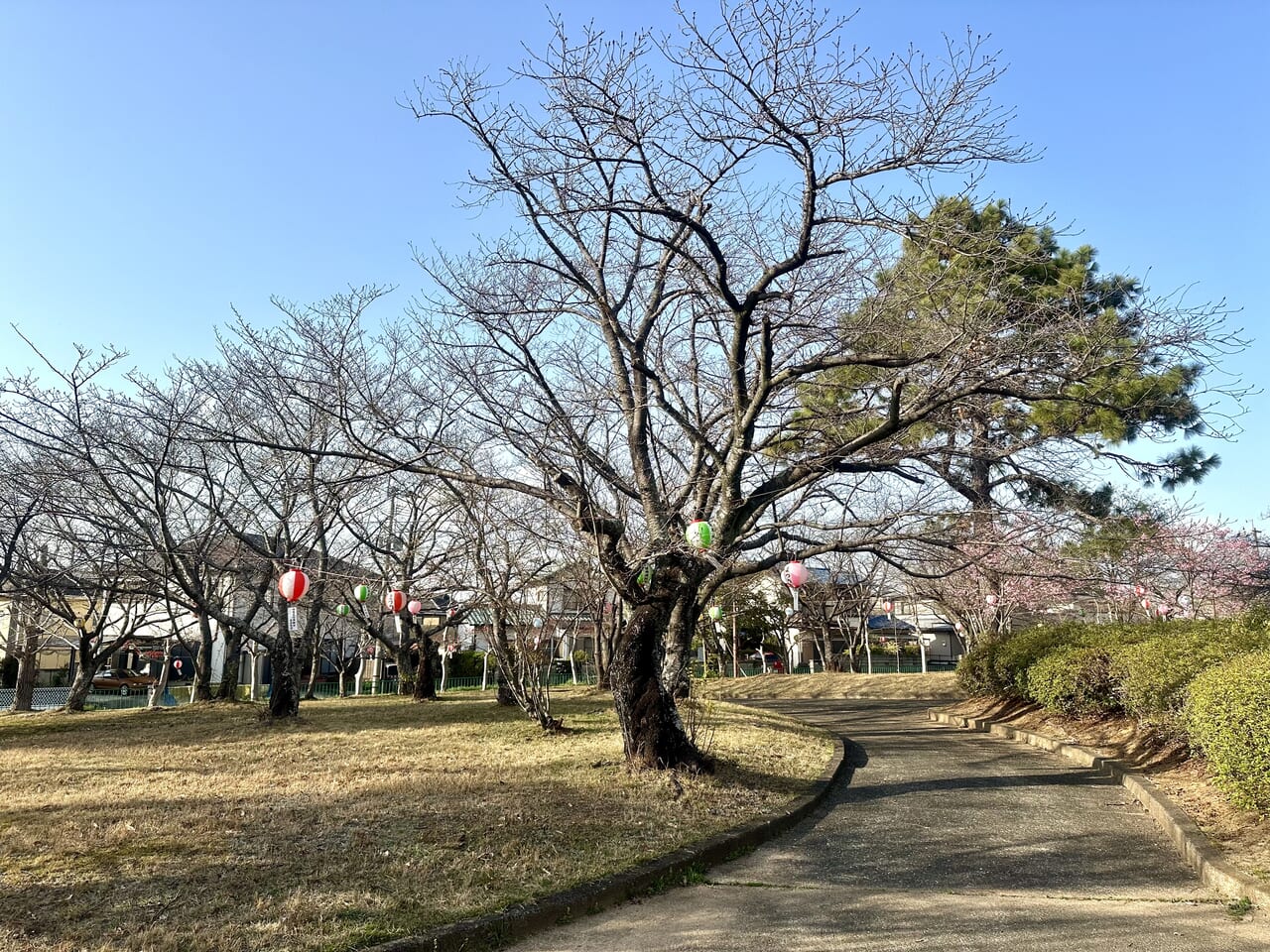 2024年鷲塚公園の陽光桜(ヨウコウザクラ)