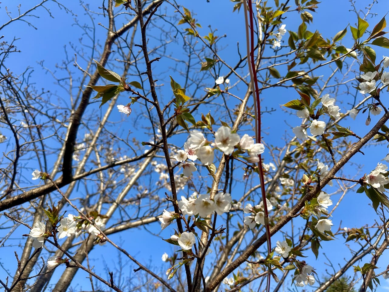 2024年鷲塚公園の陽光桜(ヨウコウザクラ)