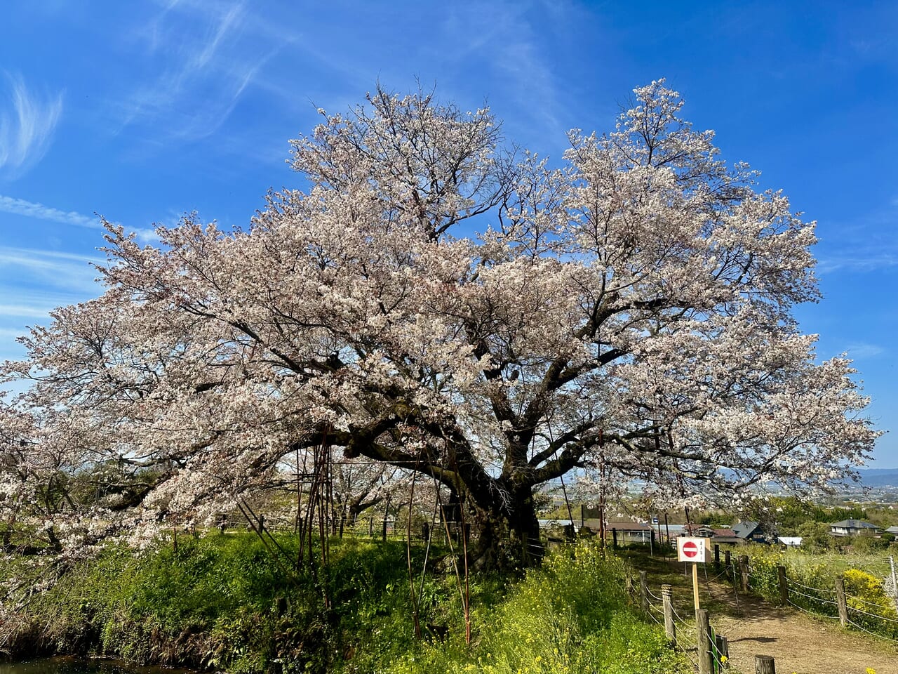 2024年浅井の一本桜