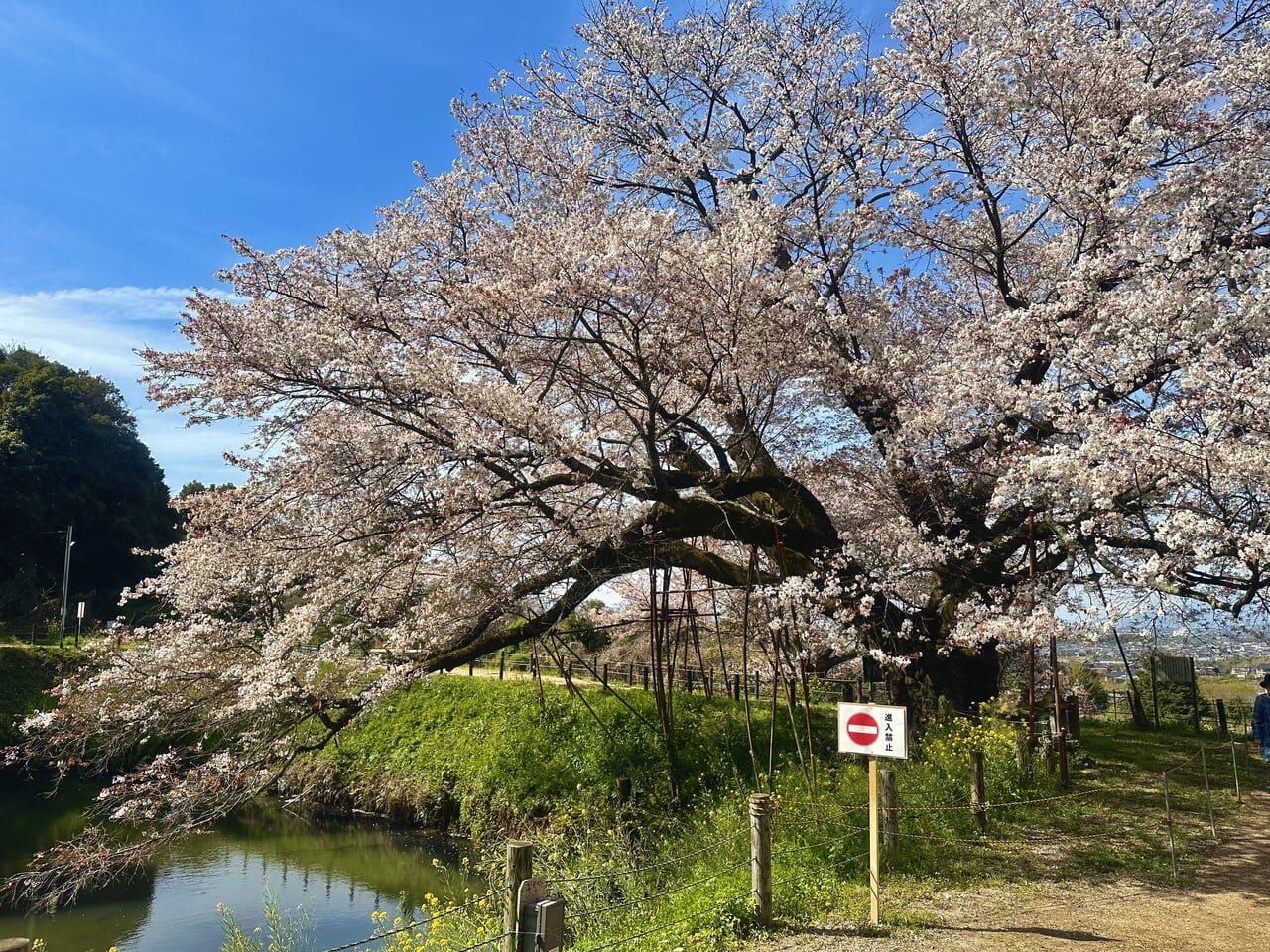 2024年浅井の一本桜