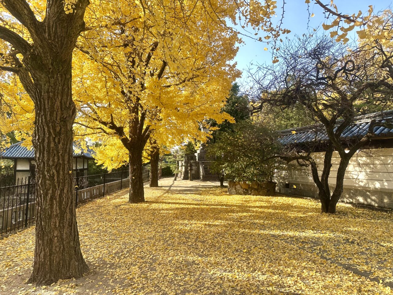 2024年梅林寺