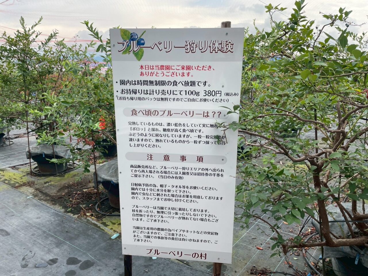 2025年観光農園 ブルーベリーの村