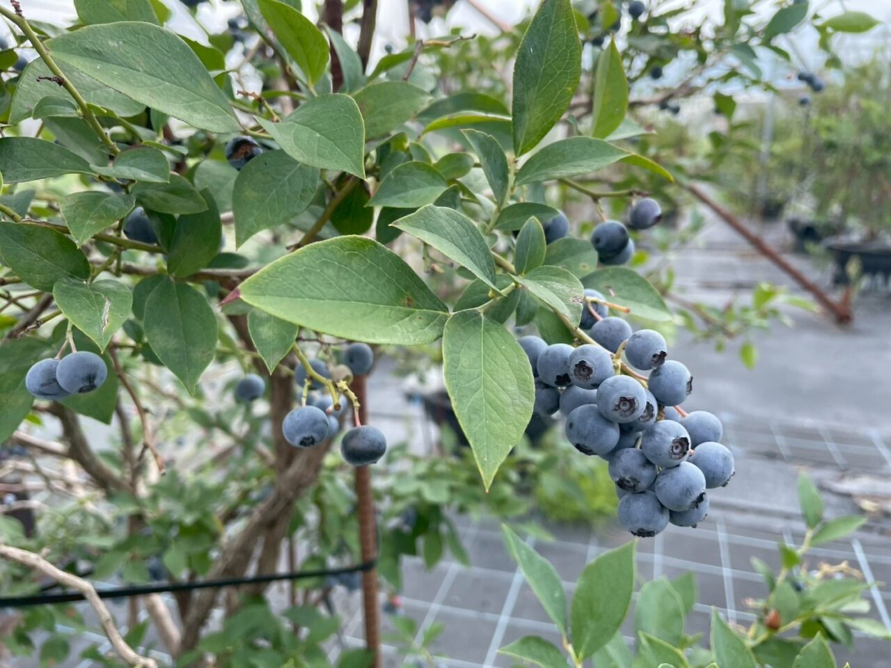 2025年観光農園 ブルーベリーの村