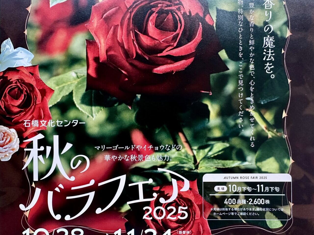 石橋文化センター「秋のバラフェア2025」