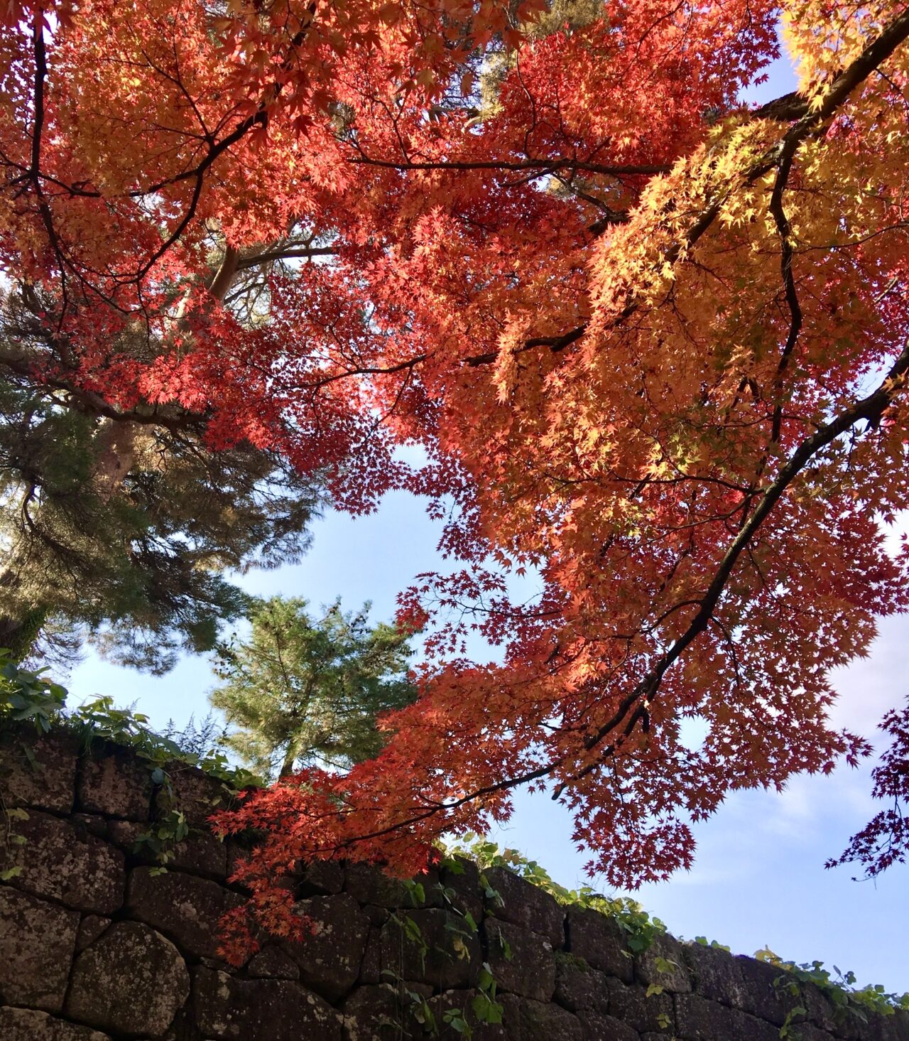2025年第25回　宝の山高良山もみじ狩り祭