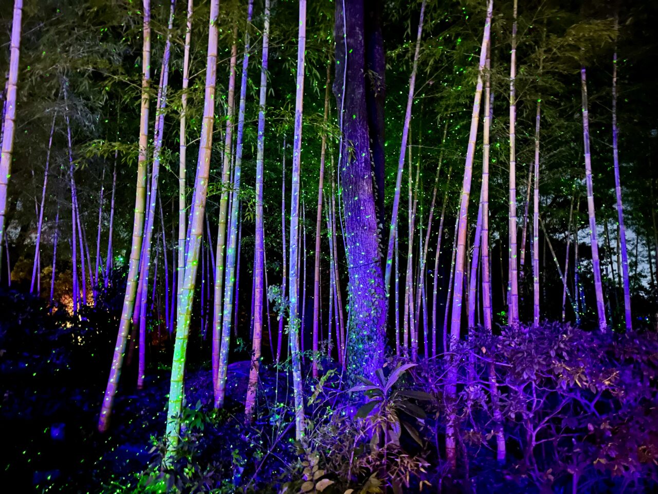 2025年石橋文化センターウインターイルミネーション「光のミュージアム」