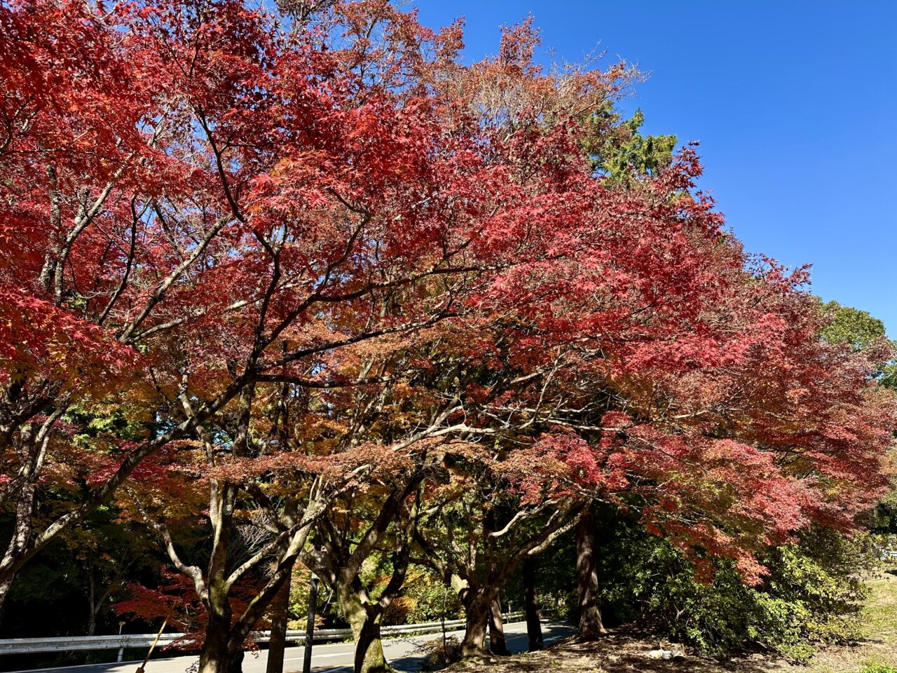 2025年高良山（高良大社）の紅葉情報