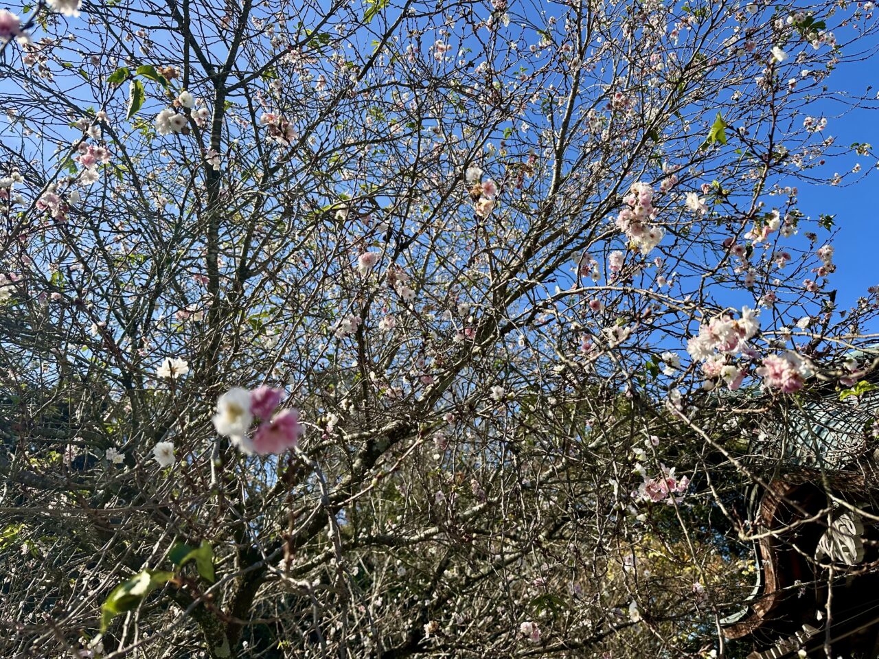 2025年高良山（高良大社）の紅葉情報