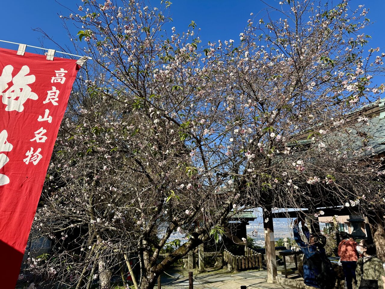 2025年高良山（高良大社）の紅葉情報