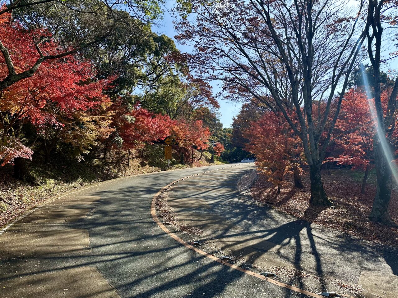 2025年高良山（高良大社）の紅葉情報