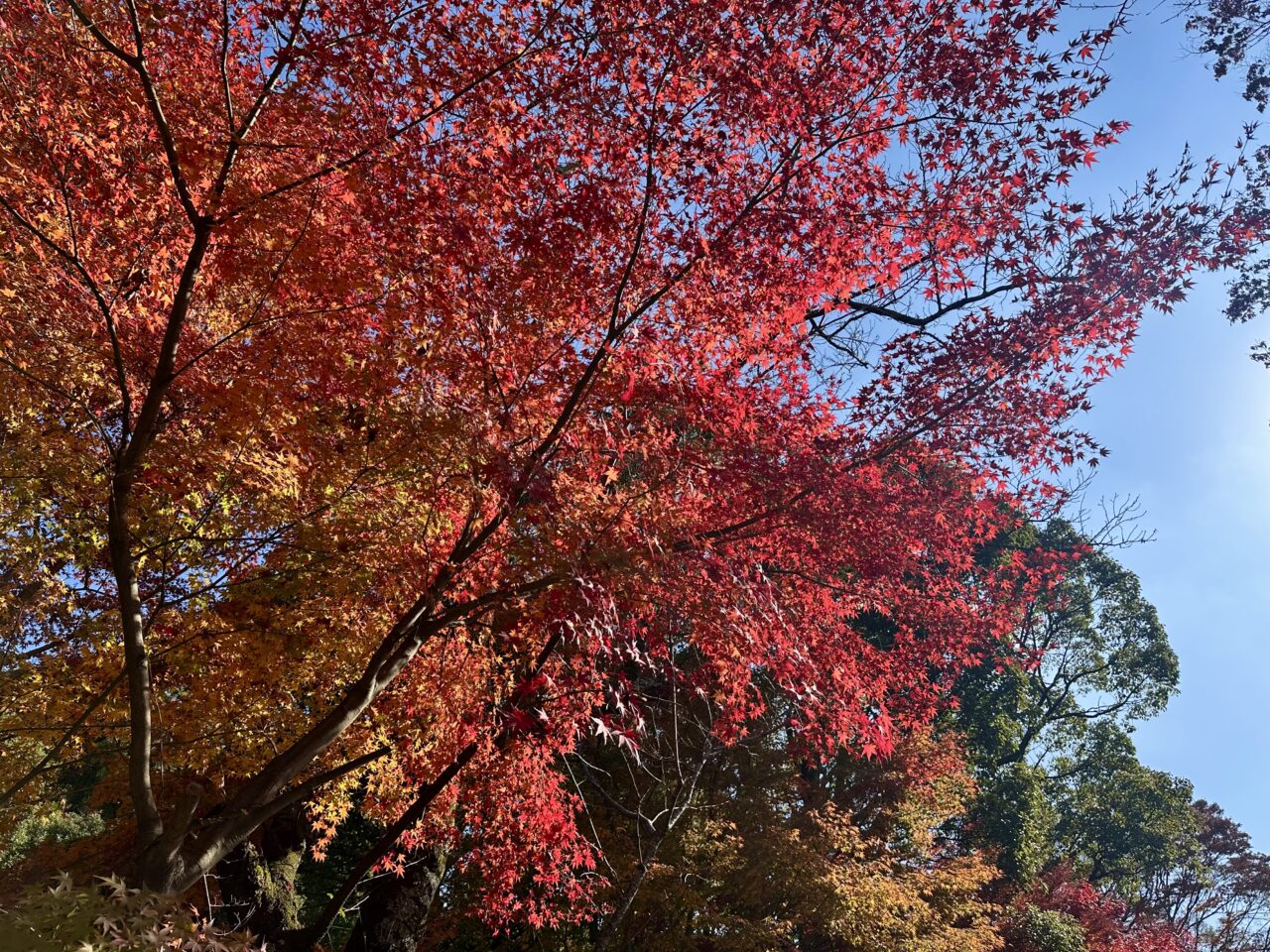 2025年高良山（高良大社）の紅葉情報