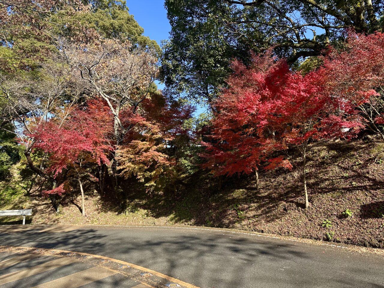 2025年高良山（高良大社）の紅葉情報