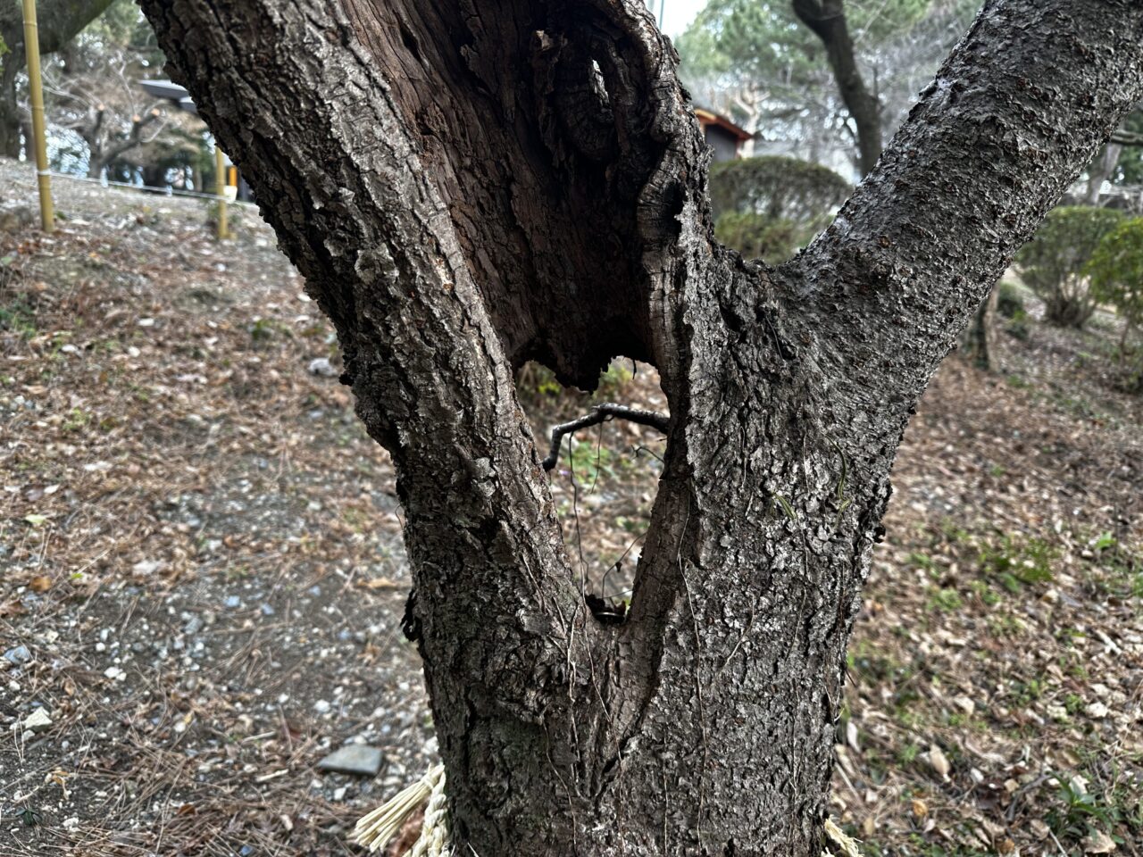 2026年上津天満宮（本山天満宮)