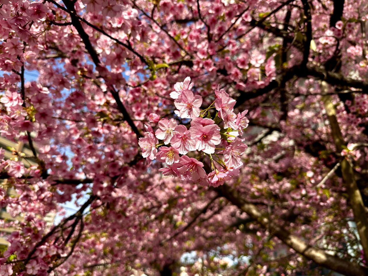 2026年花畑駅の河津桜