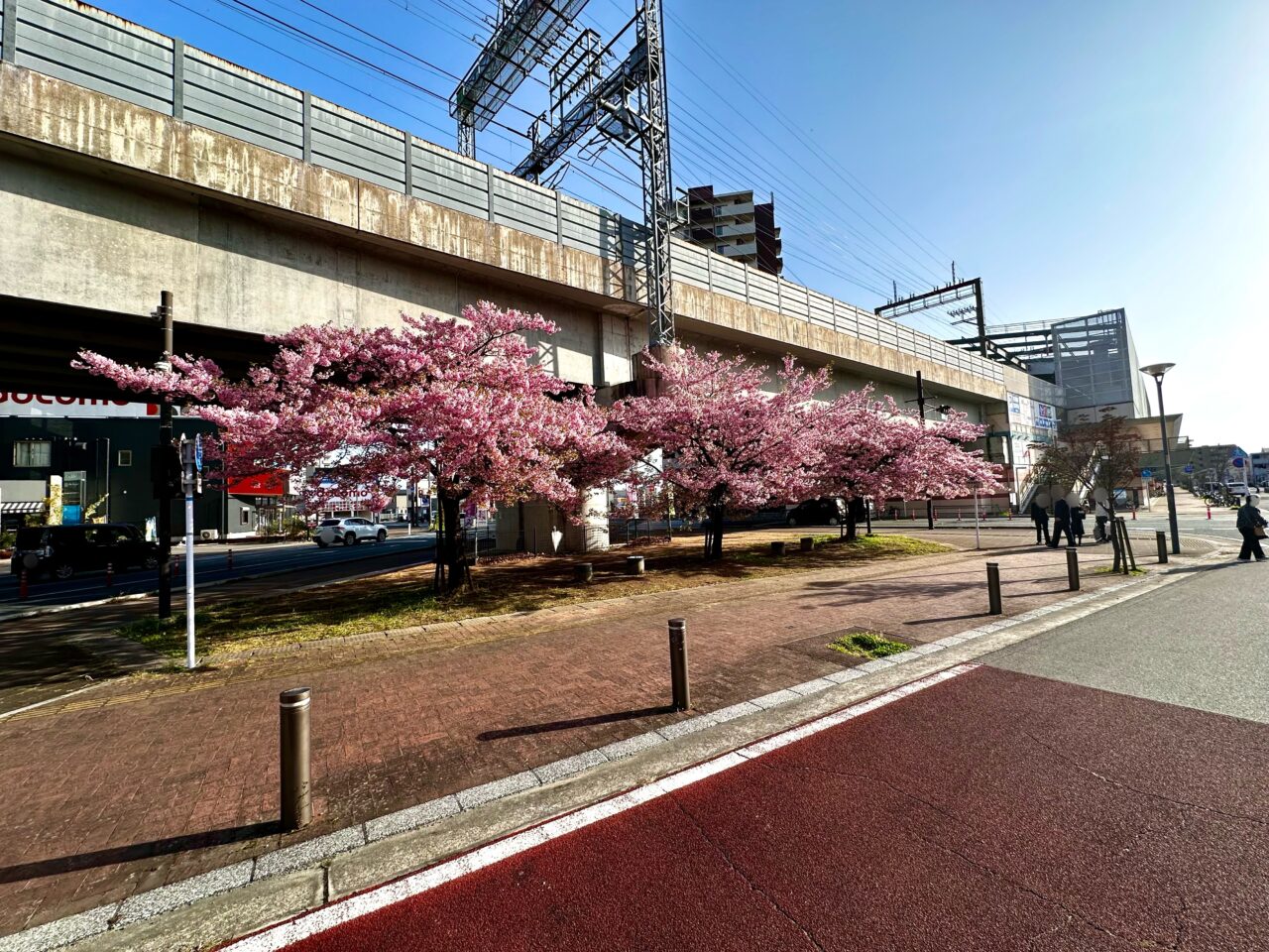 2026年花畑駅の河津桜