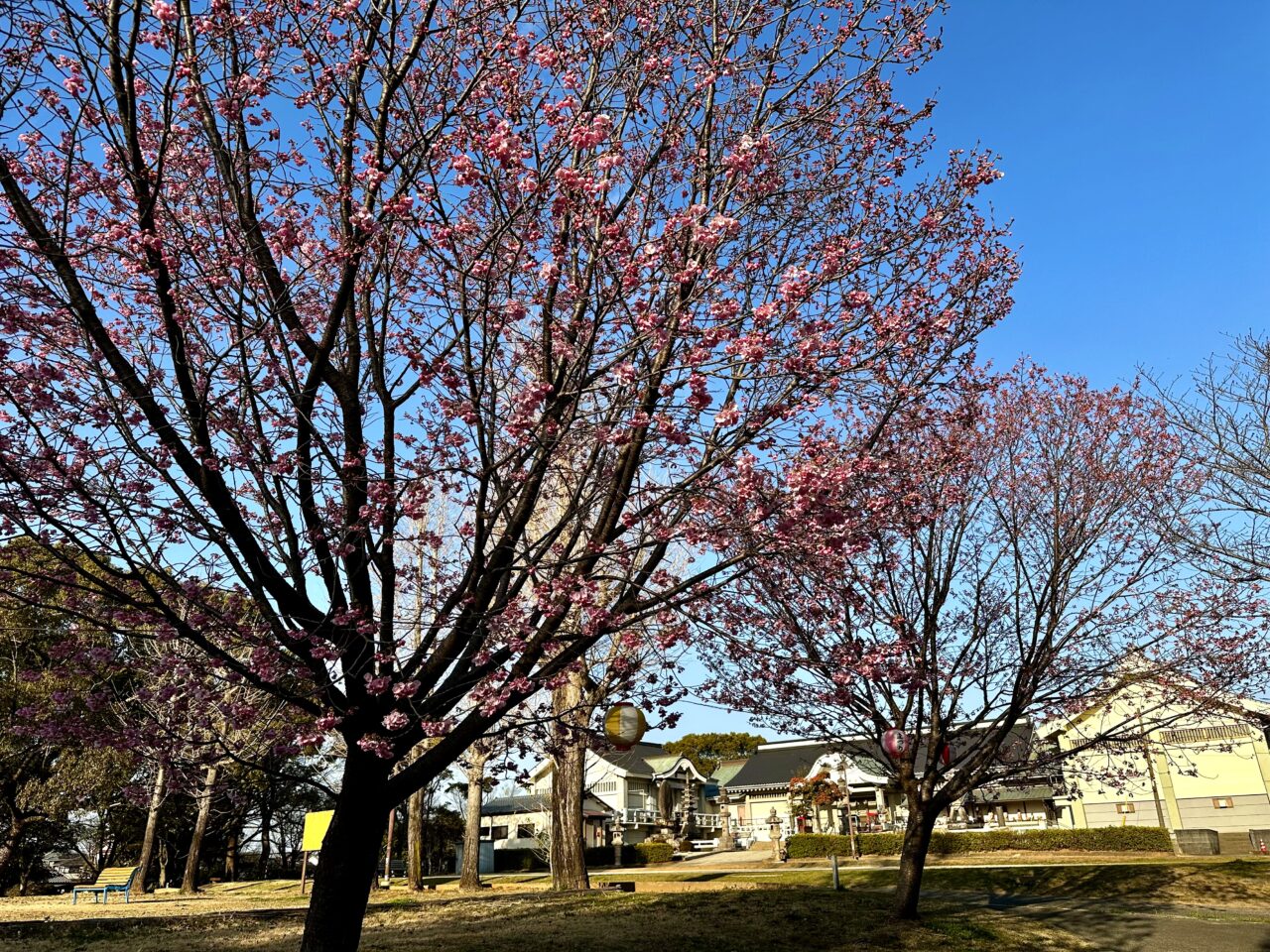 2026年鷲塚公園の陽光桜(ヨウコウザクラ)