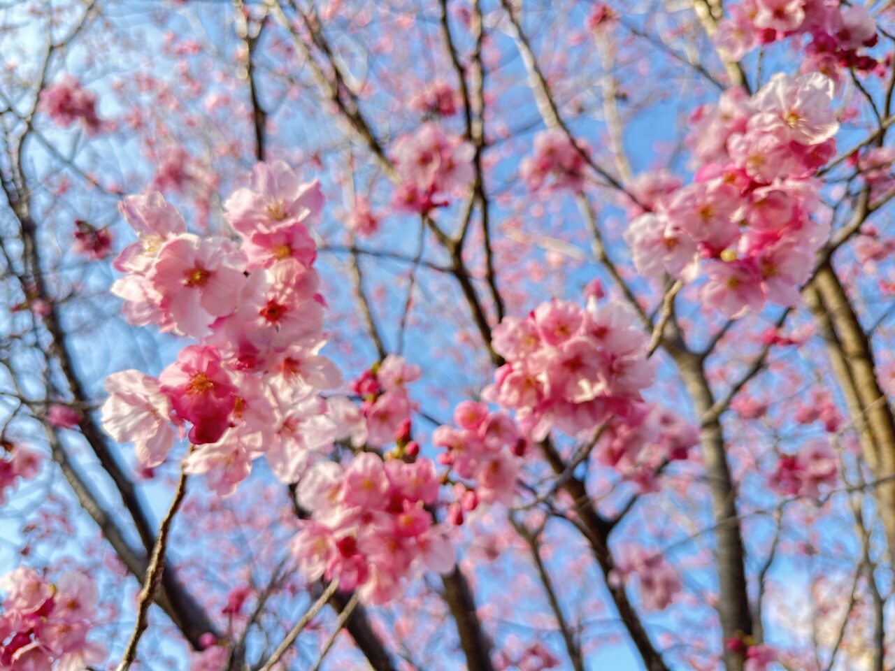 2026年鷲塚公園の陽光桜(ヨウコウザクラ)
