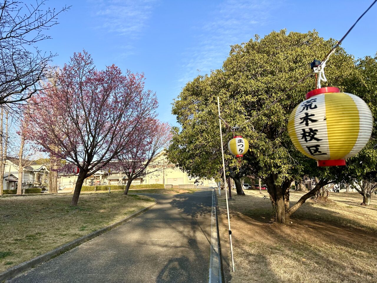 2026年鷲塚公園の陽光桜(ヨウコウザクラ)
