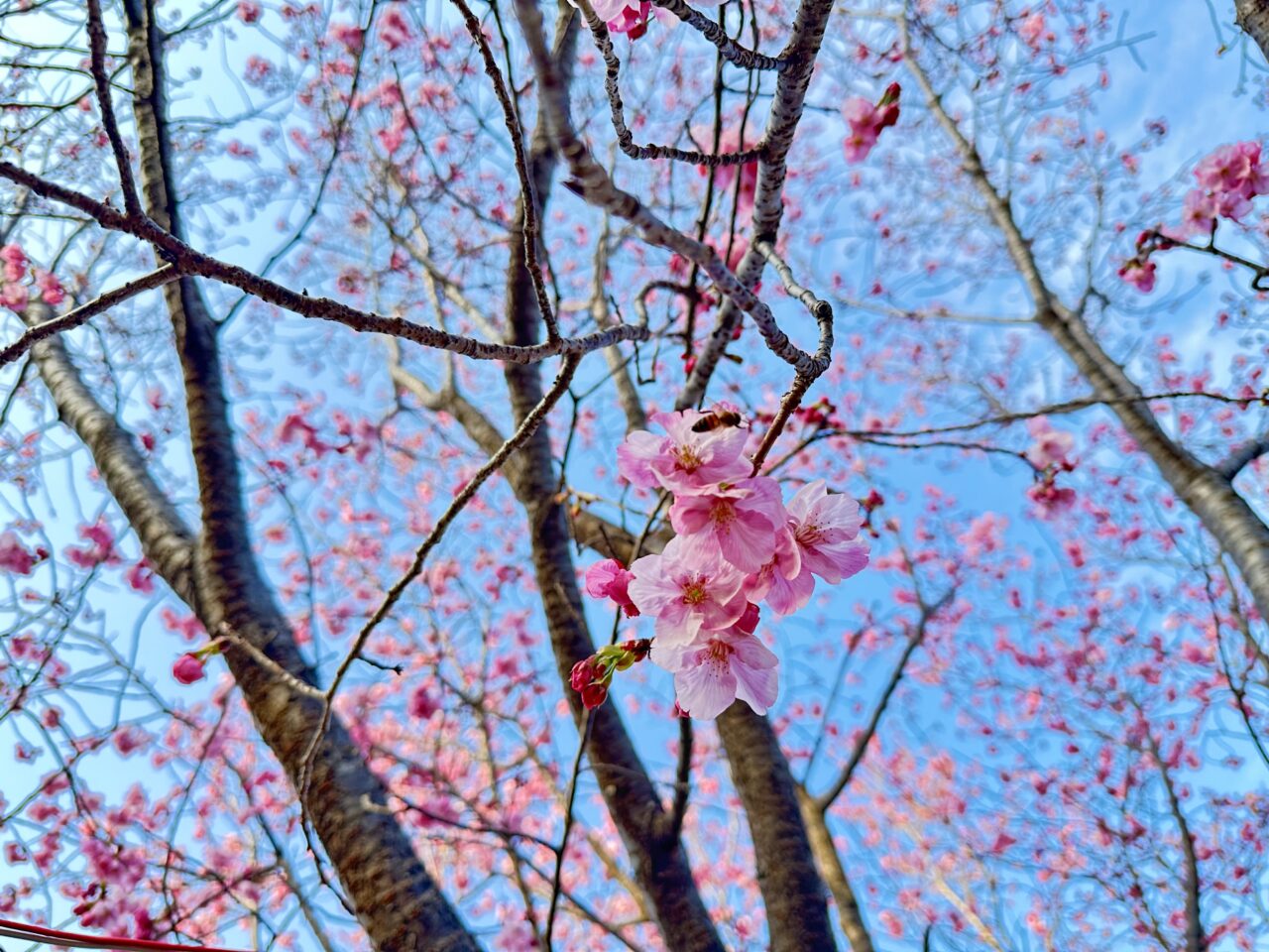 2026年鷲塚公園の陽光桜(ヨウコウザクラ)