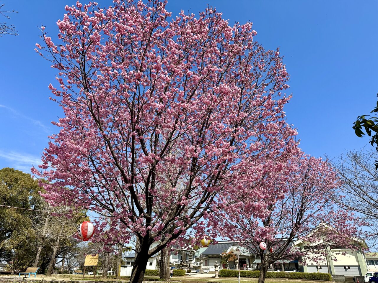 2026年鷲塚公園の陽光桜(ヨウコウザクラ)