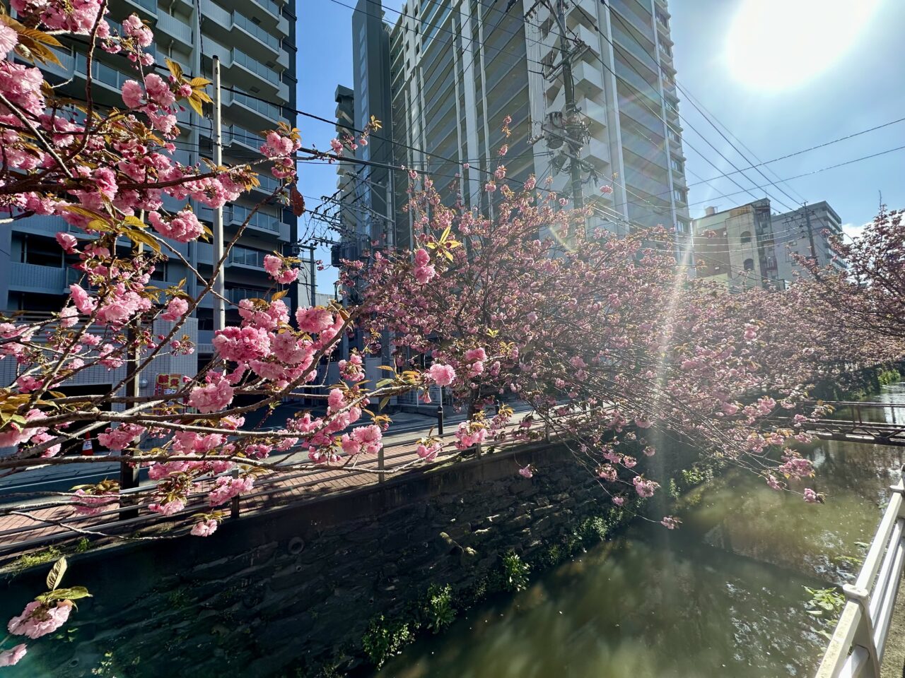 2026年池町川沿いの里桜（サトザクラ）