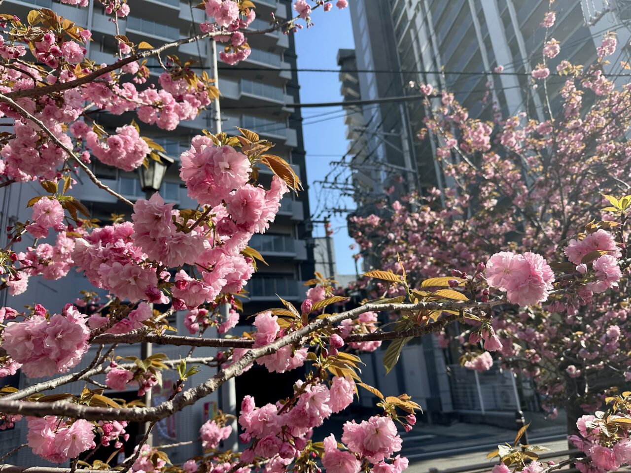 2026年池町川沿いの里桜（サトザクラ）