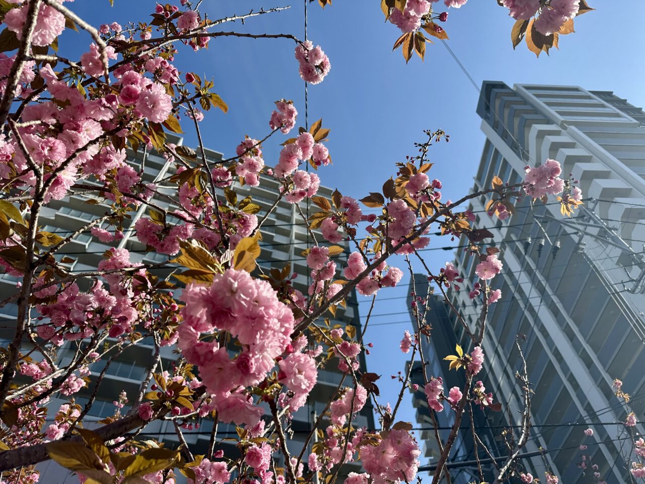 2026年池町川沿いの里桜（サトザクラ）