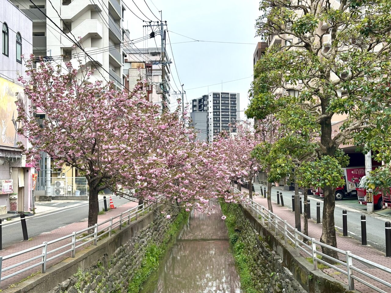 2026年池町川沿いの里桜（サトザクラ）