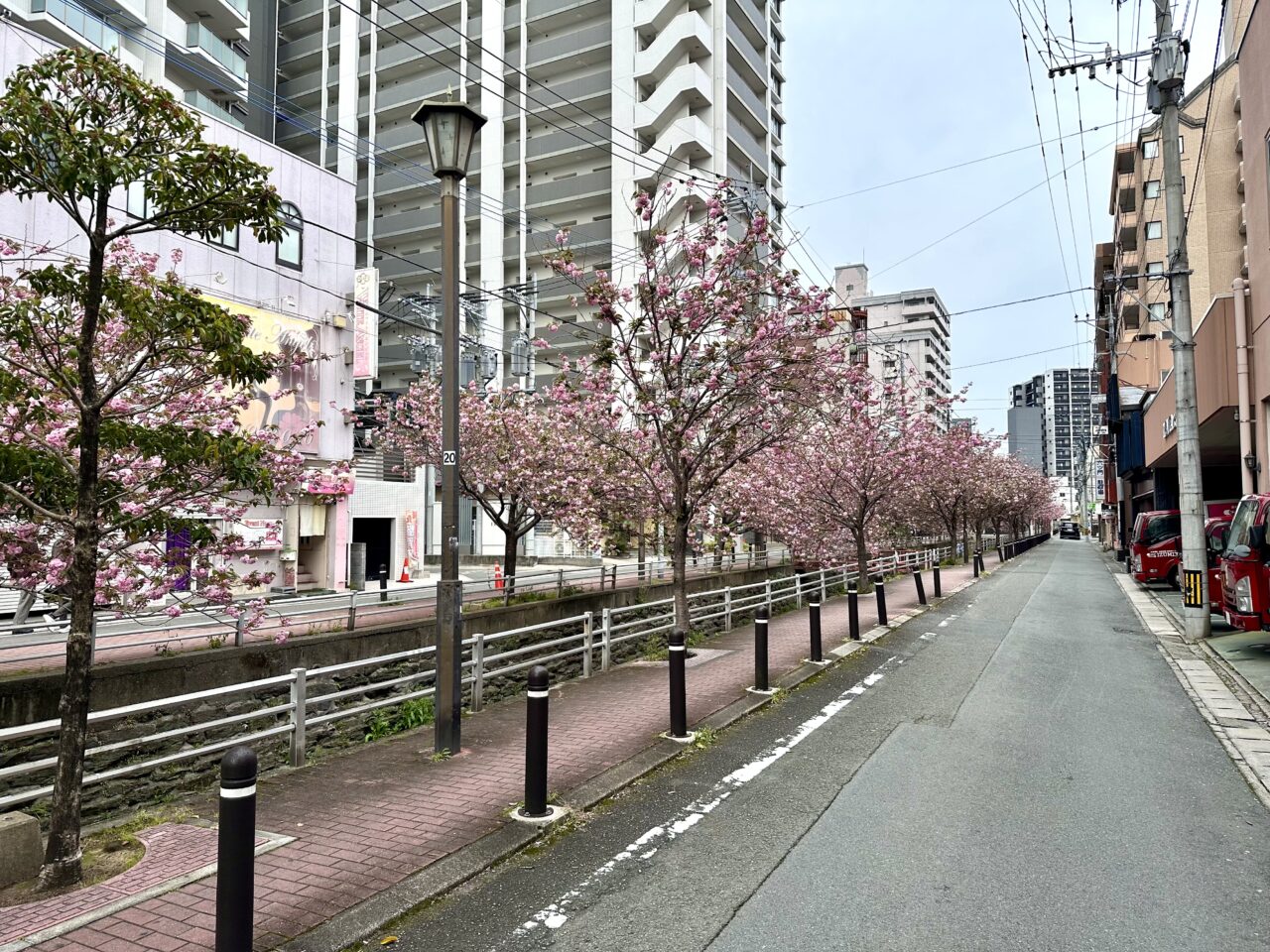 2026年池町川沿いの里桜（サトザクラ）