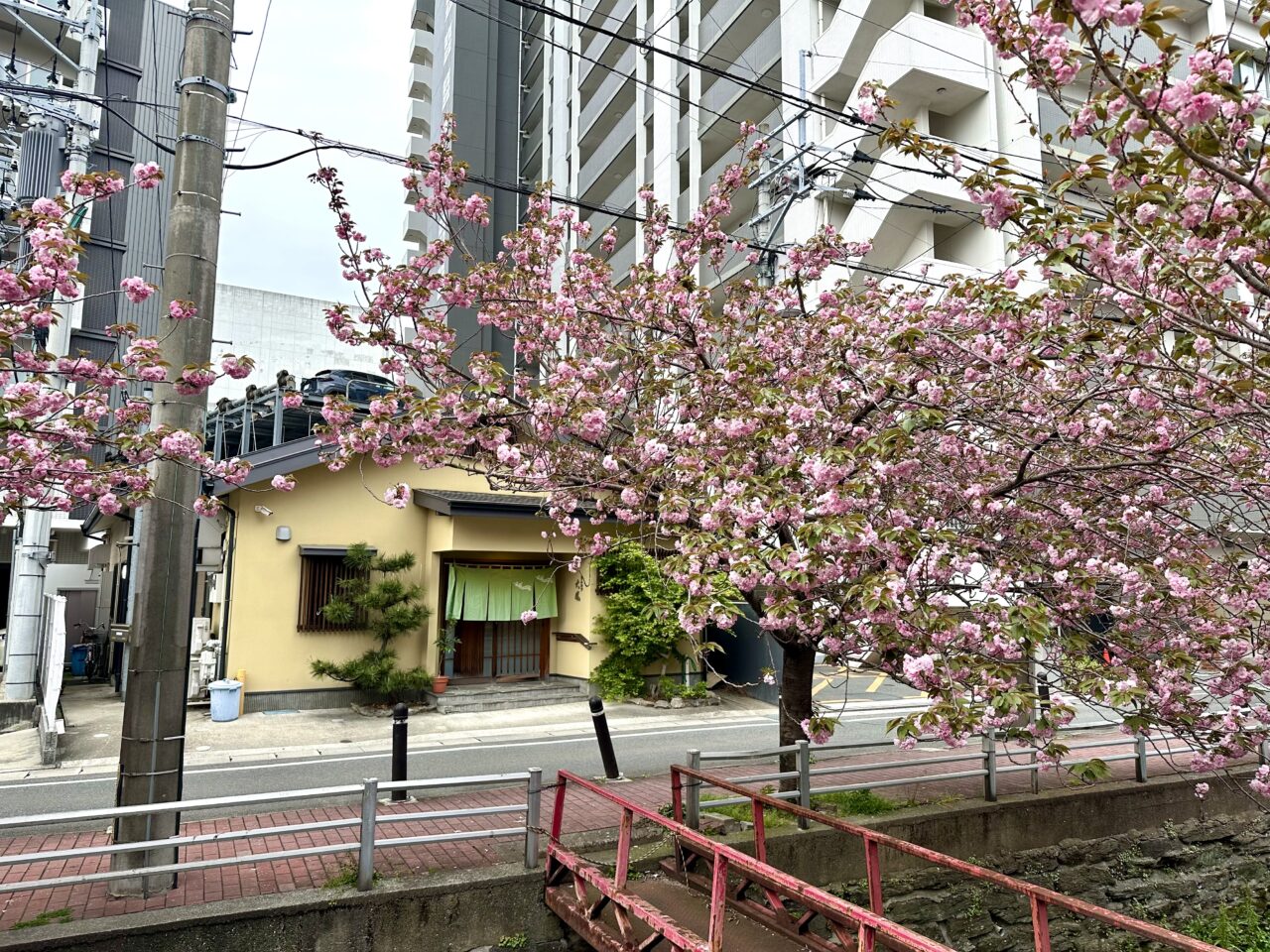 2026年池町川沿いの里桜（サトザクラ）